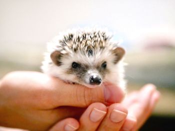 Close-up of hand holding hedgehog