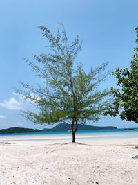 Trees on beach against blue sky