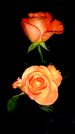 Close-up of rose over black background