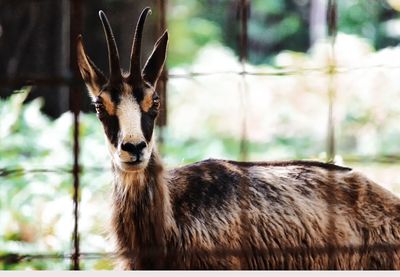 Portrait of deer in zoo