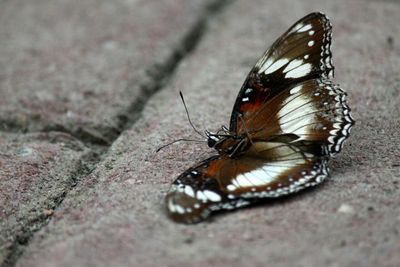 Close-up of butterfly