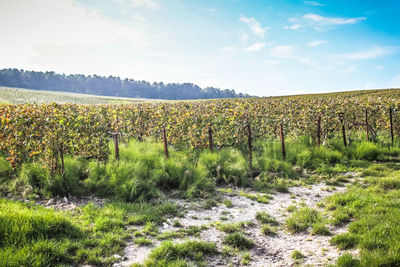 Scenic view of vineyard against sky