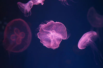 Jellyfish swimming in sea