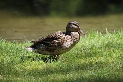 Duck on a field