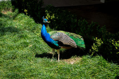 View of an animal on landscape