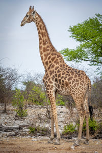 Giraffe standing on a tree