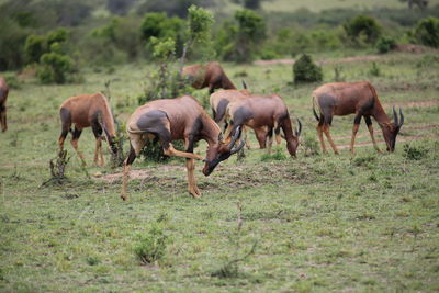 Wildebeests walking on grassy field at masai mara