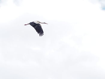 Low angle view of bird flying in sky