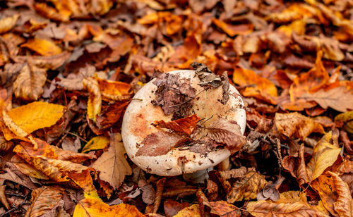 Close-up of dried autumn leaves on land