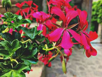 Close-up of red flowers blooming outdoors
