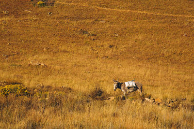 View of horse on field