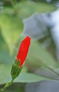 Close-up of red flower