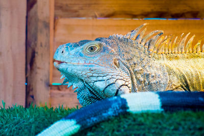 Close-up of iguana on grass