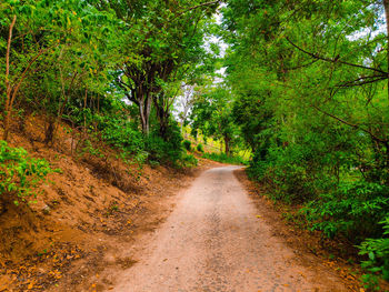 Dirt road amidst trees in forest