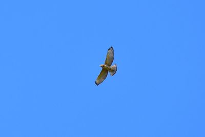 Directly below of hawk flying against clear blue sky