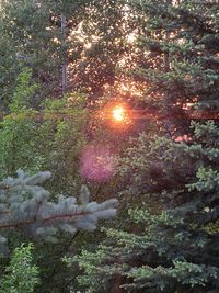 Trees in forest