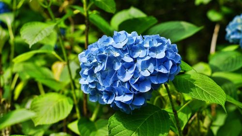 Close-up of blue hydrangea flower