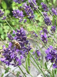 Close-up of bee pollinating on purple flowers