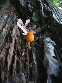 Close-up of plant