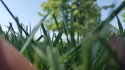 Close-up of fresh green grass