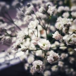 Close-up of white flowers on tree