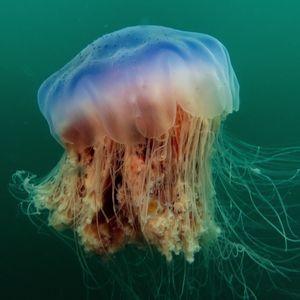 Close-up of jellyfish swimming in sea
