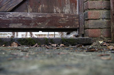 Cat on brick wall