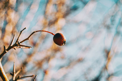 Close-up of berries growing on tree