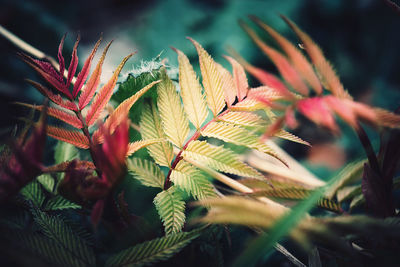 Close-up of red flowering plant