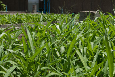 Close-up of plants growing on field