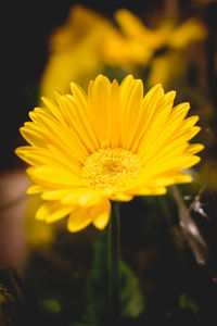 Close-up of yellow flower blooming outdoors