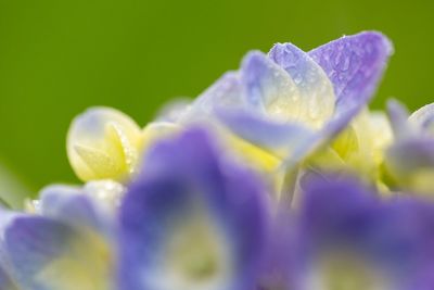 Close-up of purple flowers blooming outdoors