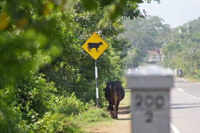 Rear view of water buffalo walking on road beside sign