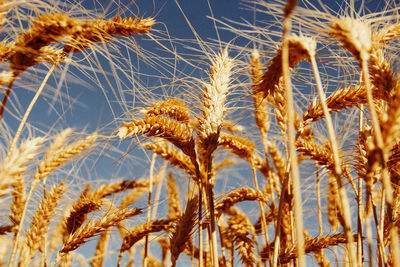 Close-up of wheat growing on field