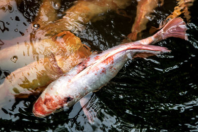 High angle view of koi carps in water