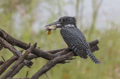 Close-up of giant kingfisher perching on branch