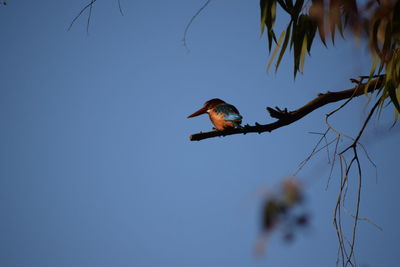Low angle view of bird flying against blue sky