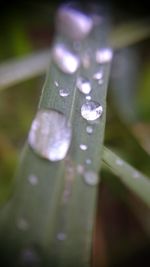 Close-up of water drops on plant