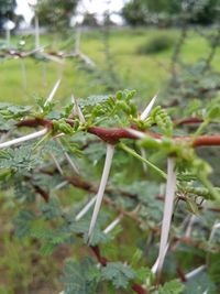 Close-up of lizard on plant