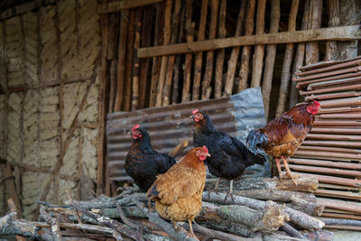 Close-up of rooster