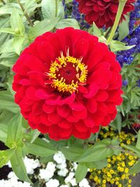 Close-up of red flower