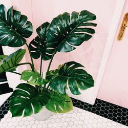 Close-up of potted plant at home