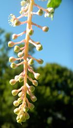 Close-up of plant against blue sky