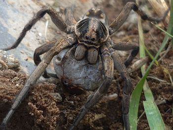 Close-up of spider