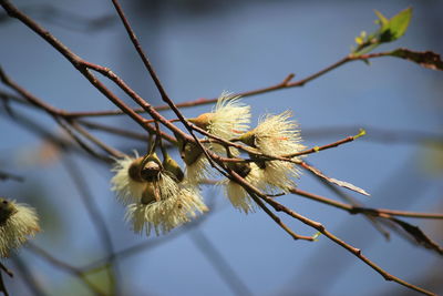 Low angle view of cherry blossom on branch