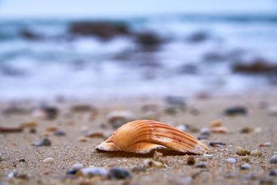 Close-up of seashell on beach