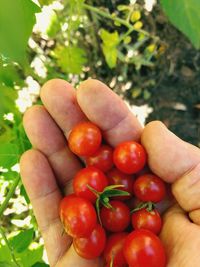 Close-up of hand holding strawberries