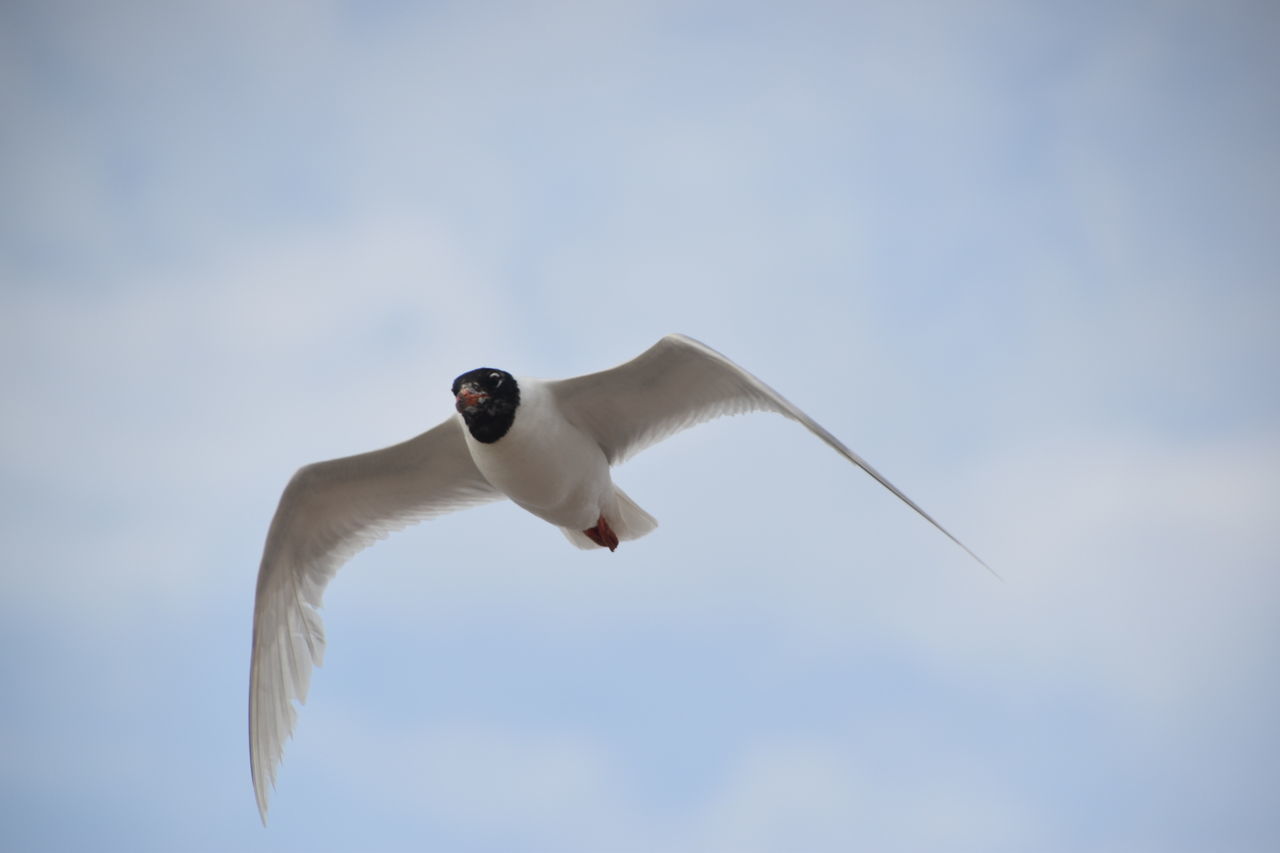 LOW ANGLE VIEW OF SEAGULL FLYING AGAINST SKY