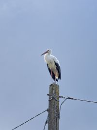 Bird perching on wooden post against clear sky