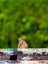 Close-up of a lizard on wall